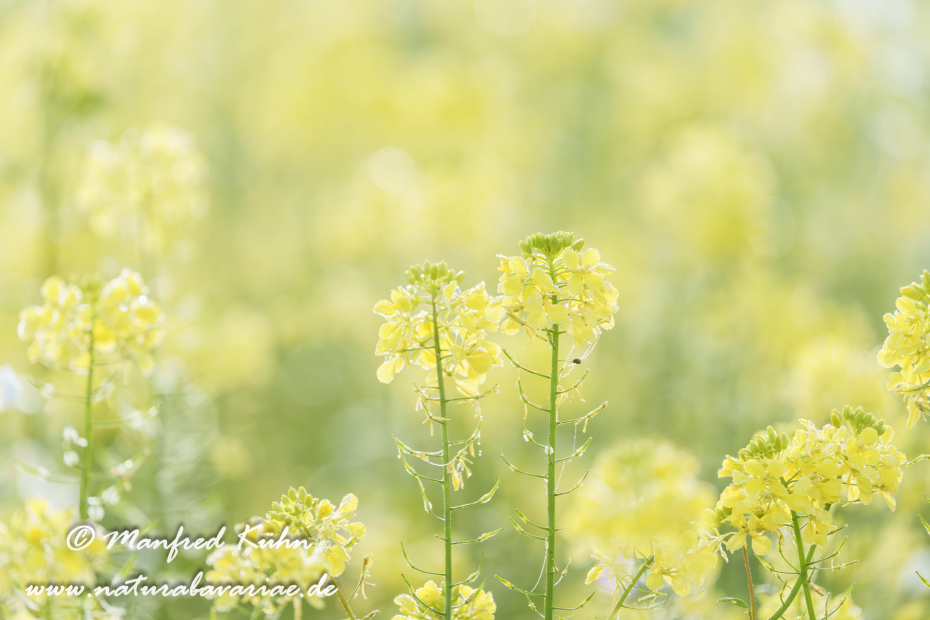 Senf (Weißer)_0028