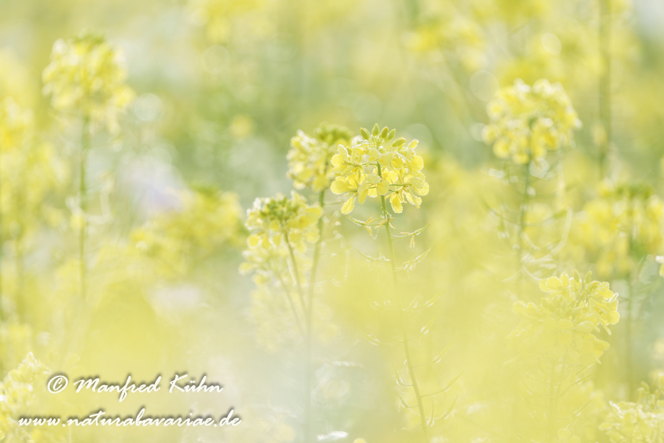 Senf (Weißer)_0033