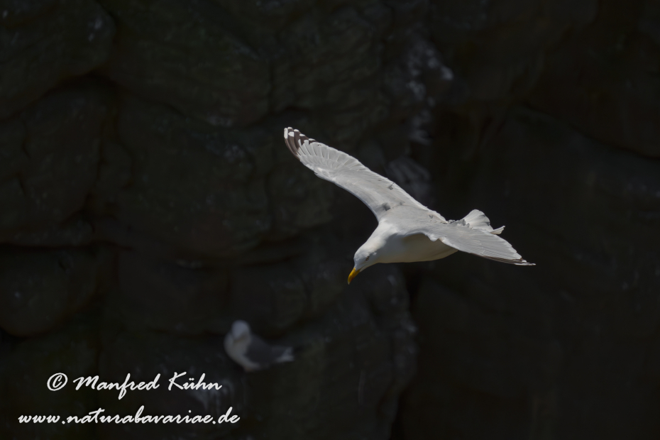 Silbermöwe ()_0178