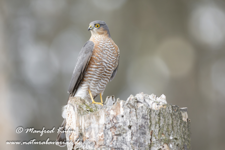 Sperber ()_0065
