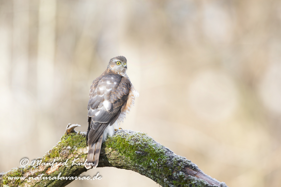 Sperber ()_0067
