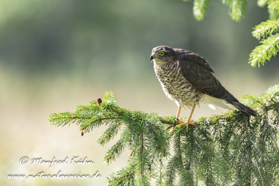 Sperber ()_0077