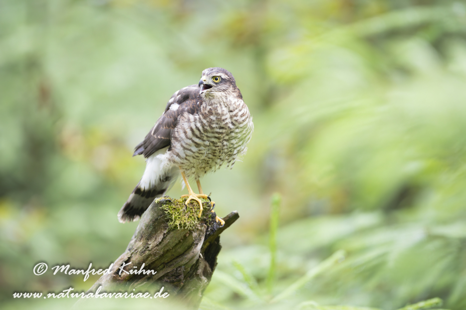 Sperber ()_0103