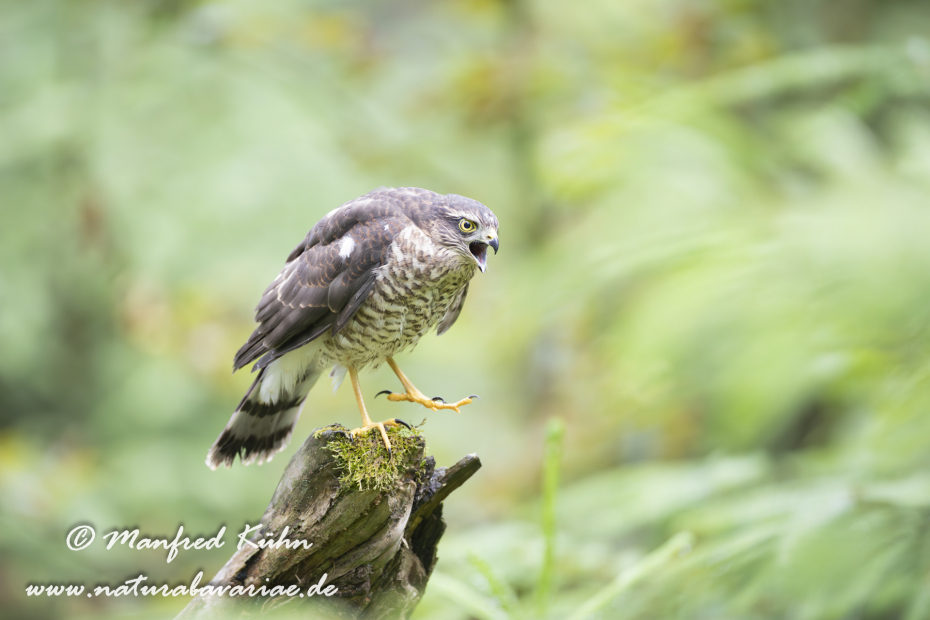 Sperber ()_0106