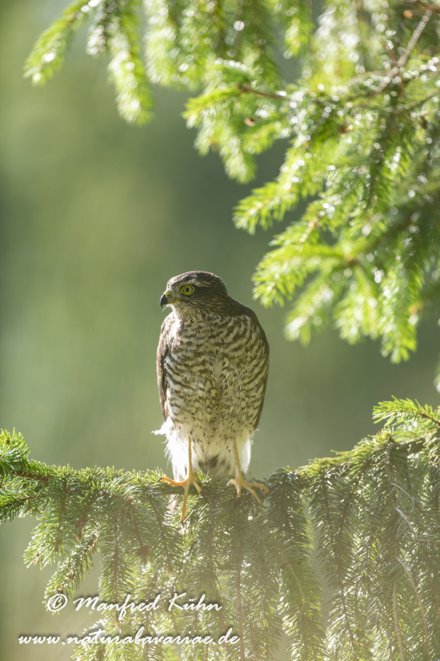 Sperber ()_0136