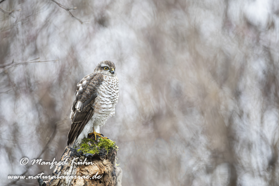 Sperber ()_0161