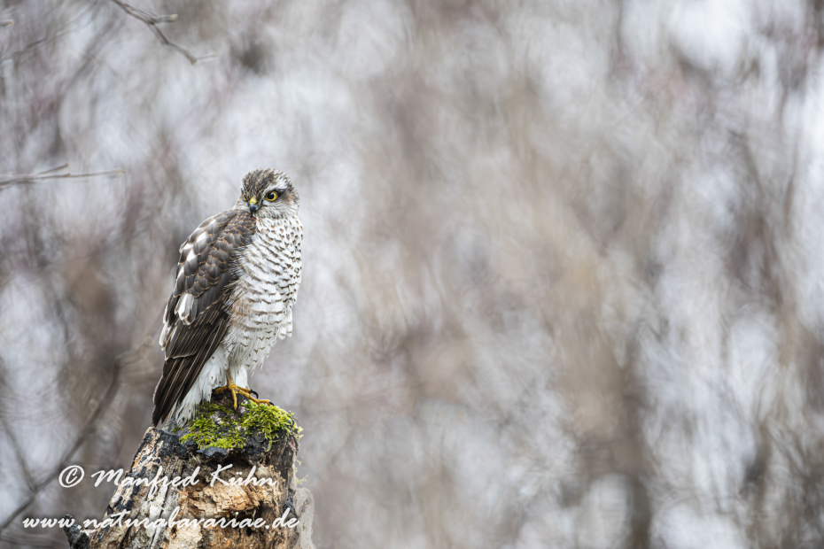 Sperber ()_0163