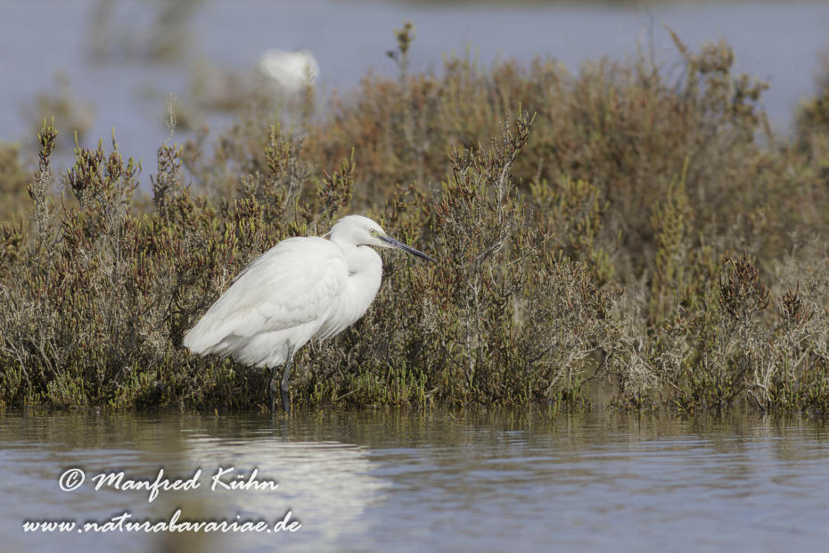 Seidenreiher ()_0018