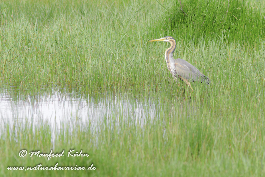 Purpurreiher ()_0013