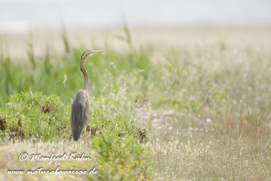 Purpurreiher ()_0031