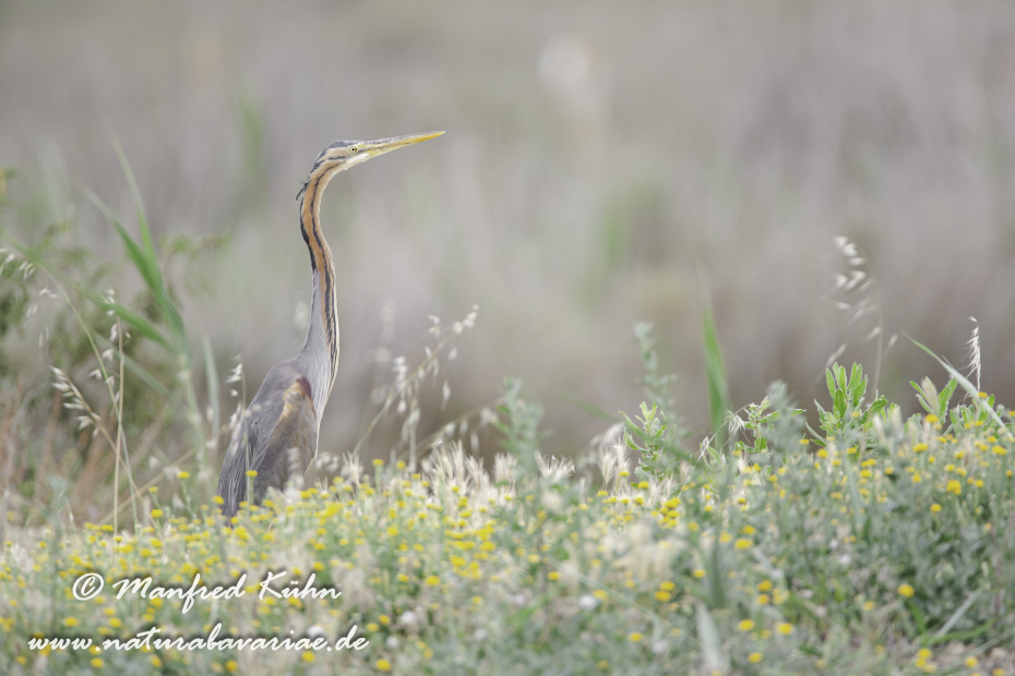Purpurreiher ()_0033