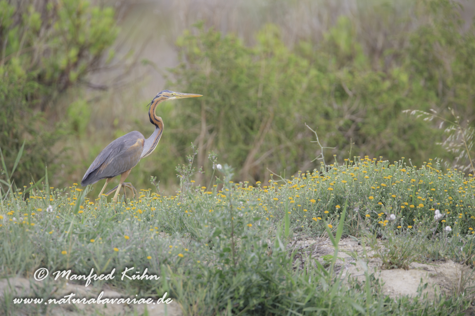 Purpurreiher ()_0038