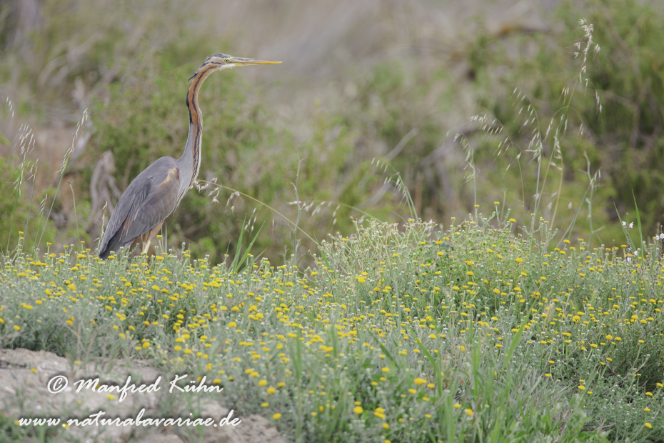 Purpurreiher ()_0041
