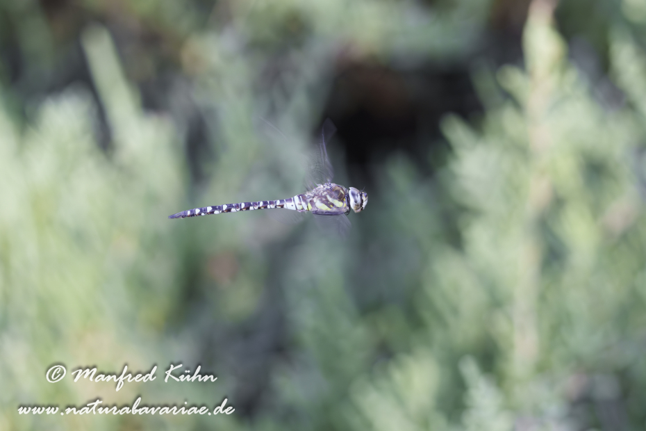 Mosaikjungfer (Herbst-)_0105