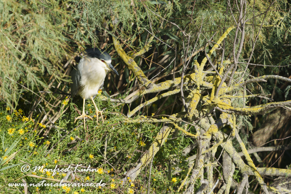 Nachtreiher ()_0024