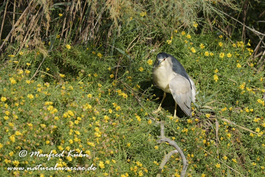 Nachtreiher ()_0026