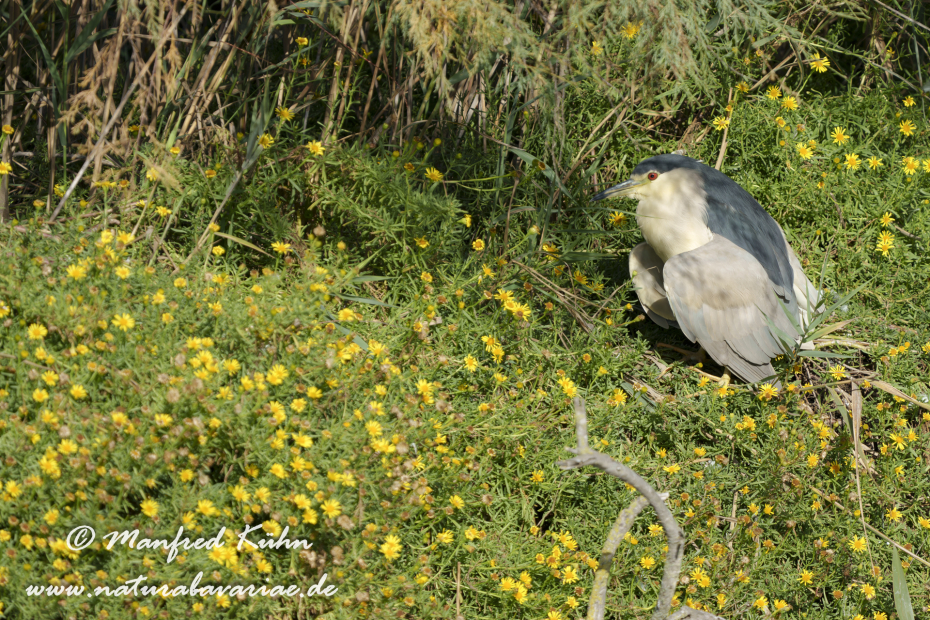 Nachtreiher ()_0029