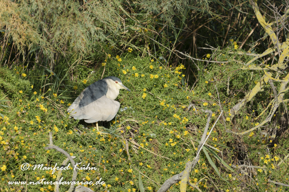 Nachtreiher ()_0034