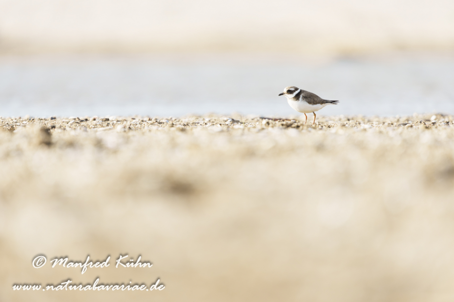 Sandregenpfeiffer ()_0050