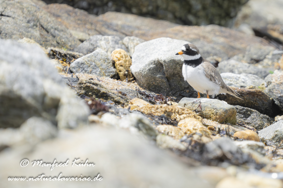 Sandregenpfeiffer ()_0027