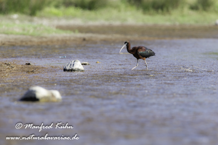 Sichler (Brauner)_0021