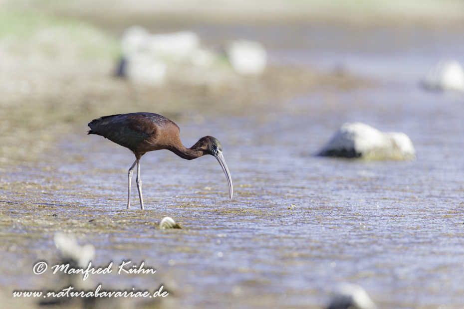 Sichler (Brauner)_0028
