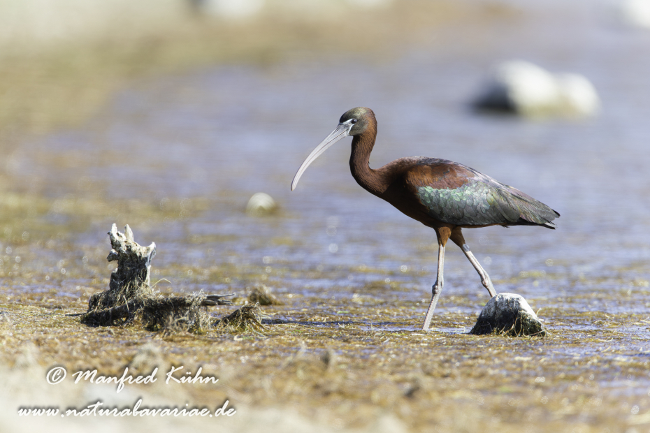 Sichler (Brauner)_0029