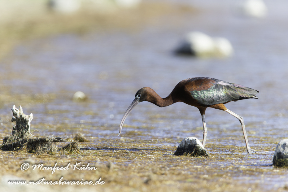 Sichler (Brauner)_0030