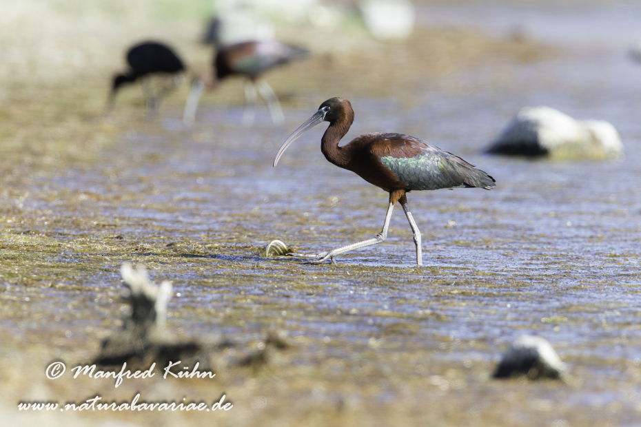Sichler (Brauner)_0031