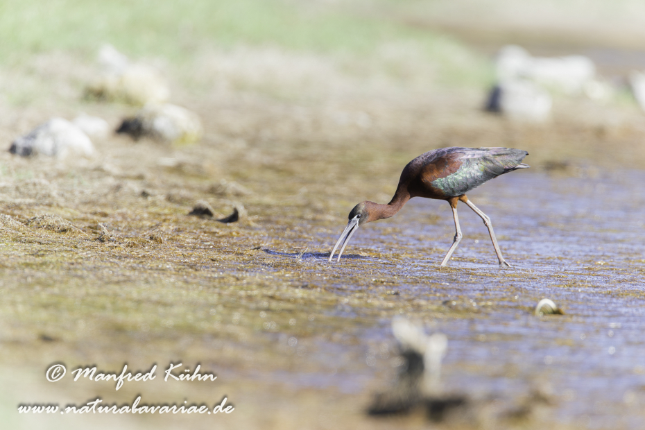 Sichler (Brauner)_0033