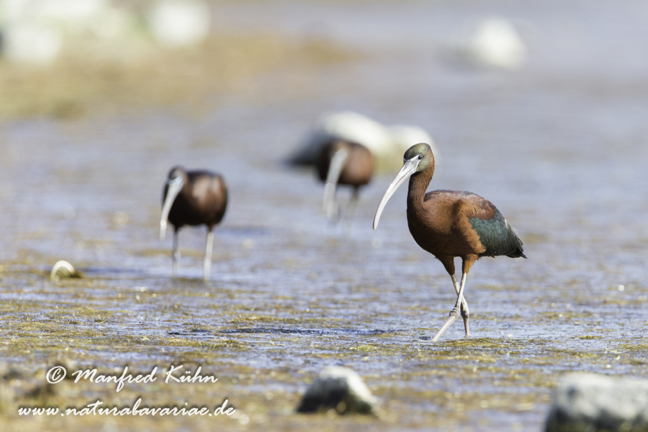 Sichler (Brauner)_0035