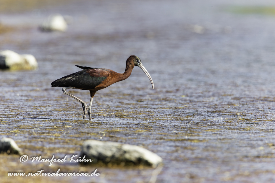 Sichler (Brauner)_0040