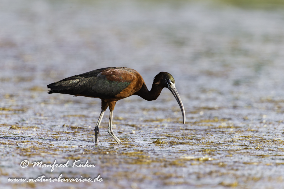 Sichler (Brauner)_0048