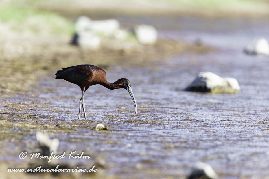 Sichler (Brauner)_0053