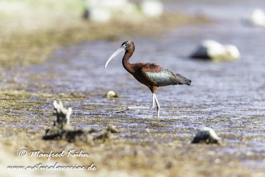 Sichler (Brauner)_0054