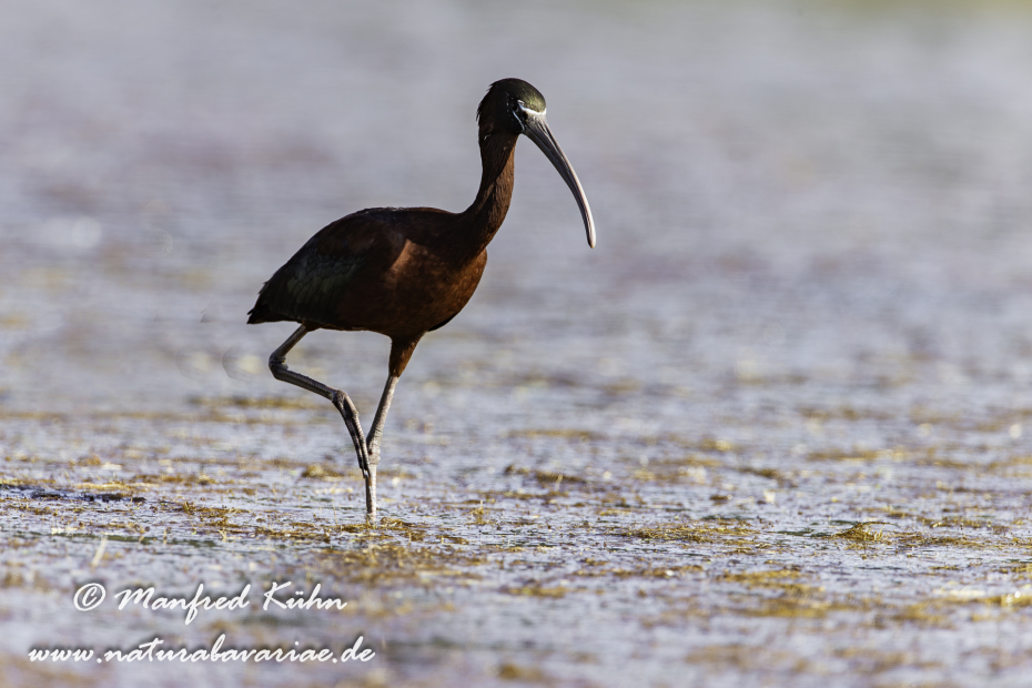 Sichler (Brauner)_0081
