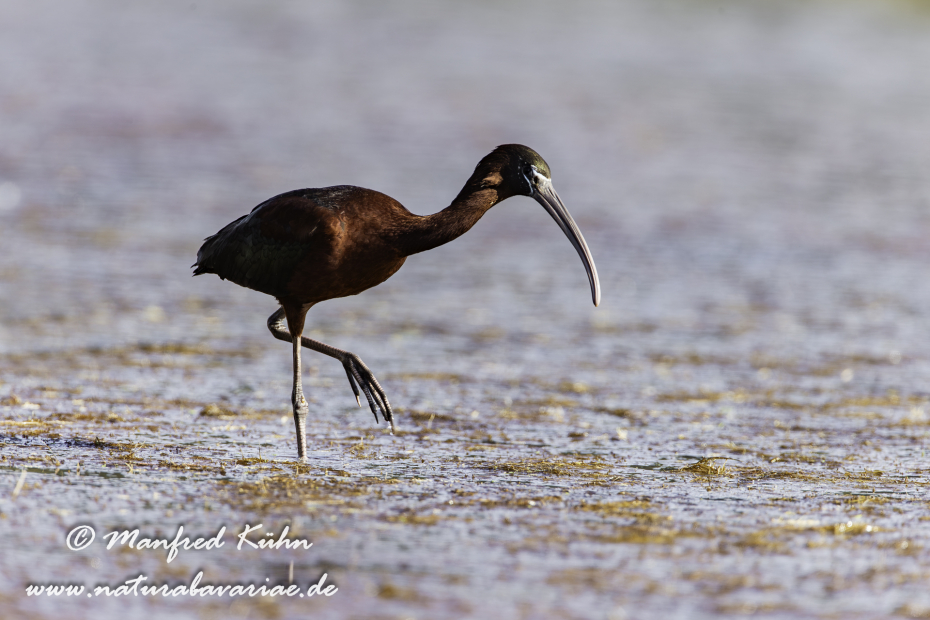 Sichler (Brauner)_0083