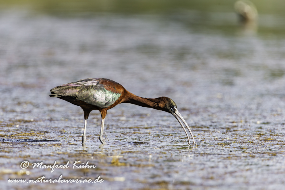 Sichler (Brauner)_0087