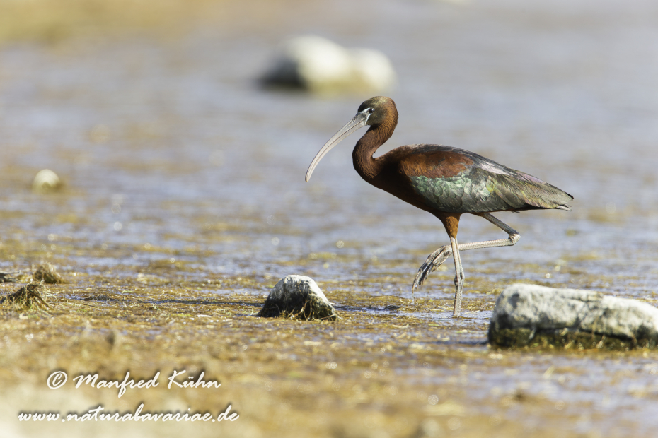 Sichler (Brauner)_0093