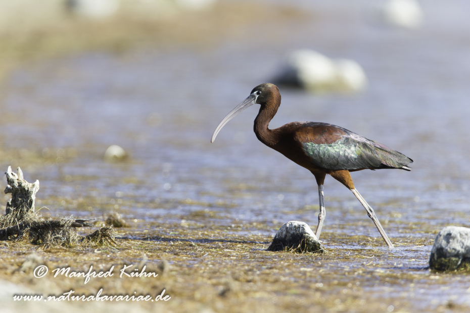 Sichler (Brauner)_0095