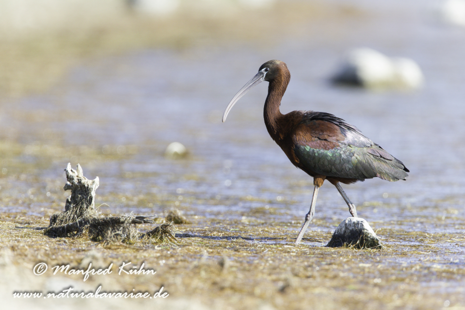 Sichler (Brauner)_0098