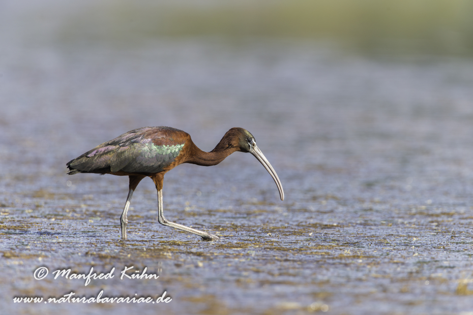 Sichler (Brauner)_0101