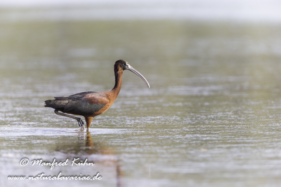 Sichler (Brauner)_0106