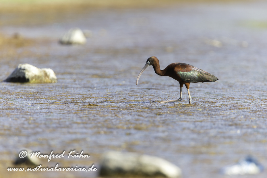 Sichler (Brauner)_0110