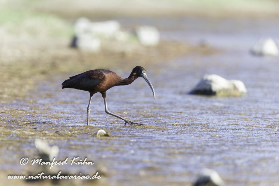Sichler (Brauner)_0111