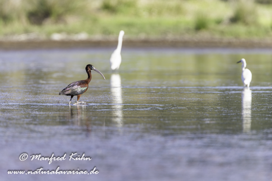 Sichler (Brauner)_0112