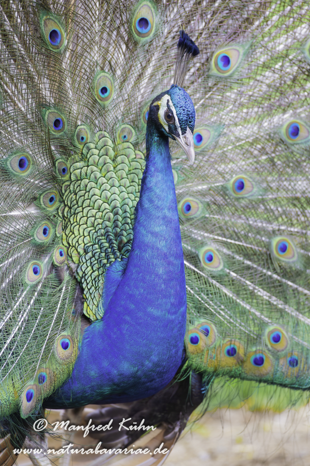 Pfau (Blauer)_0006
