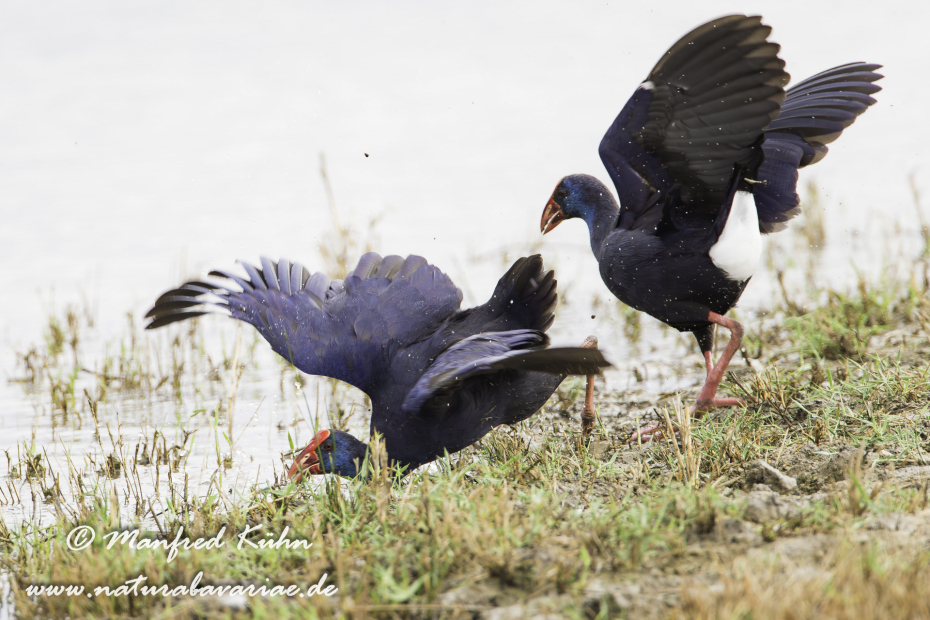Purpurhuhn ()_0006