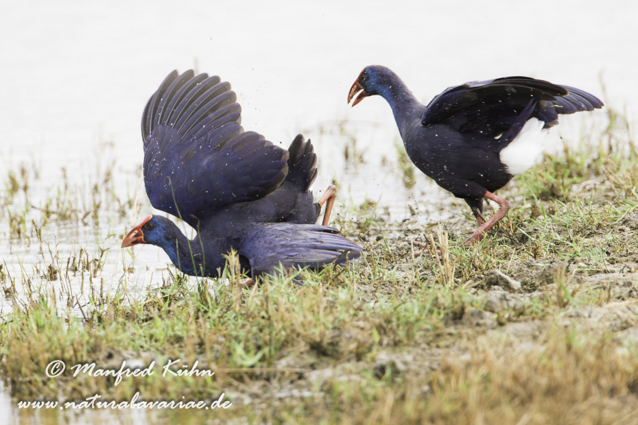 Purpurhuhn ()_0008