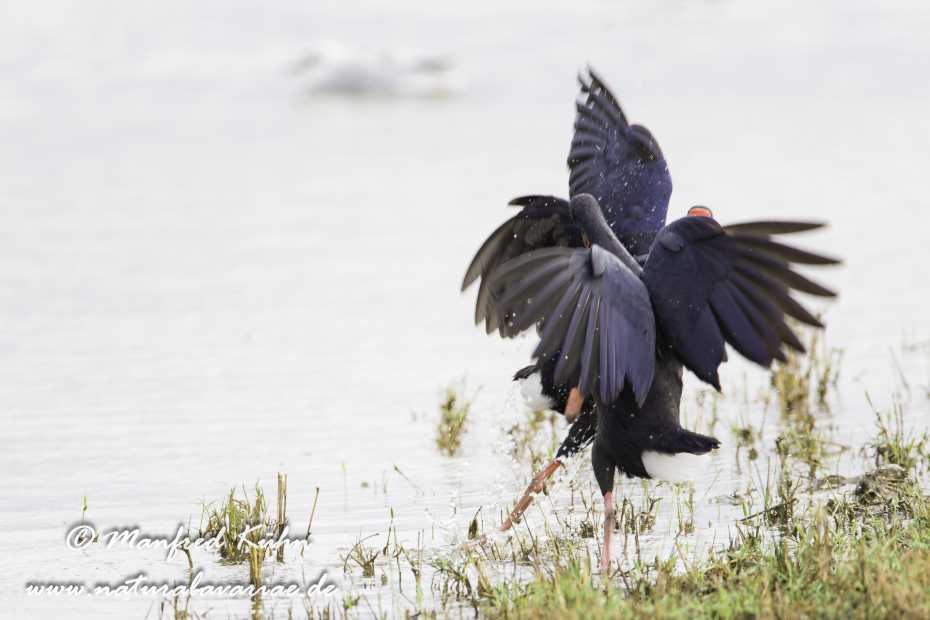 Purpurhuhn ()_0010